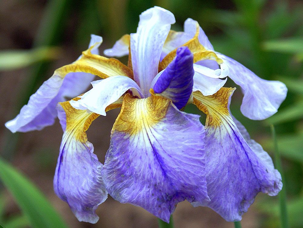 Сибирские ирисы фото. Ирис Сибирский. Ирис Сибирский (Iris sibirica `Imperial Opal`). Ирис Сибирский Блю Кинг. Ирис Сибирский Хайди.