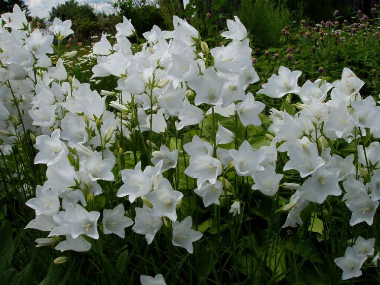 Колокольчик цветок белый многолетний фото