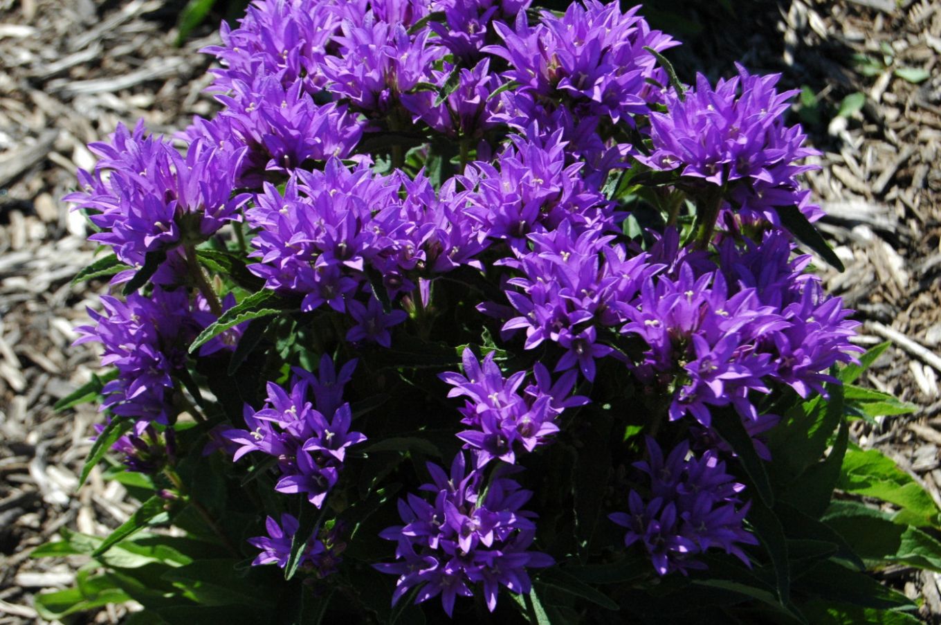 Колокольчик Campanula glomerata