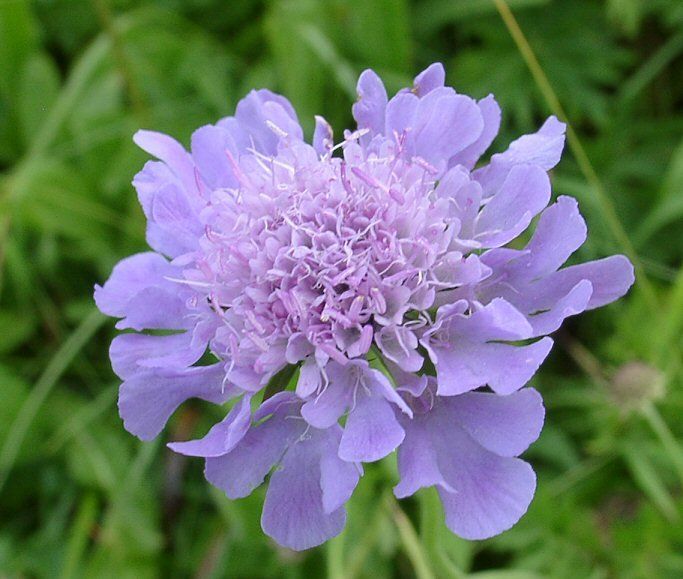 Скабиоза венечная (Scabiosa comosа)