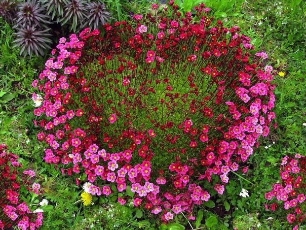 Камнеломка Арендса (Saxifraga Arendsii)