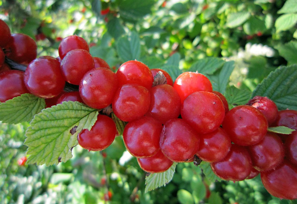 Вишня войлочная (Cerasus tomentosa)