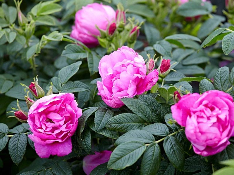 Роза морщинистая (Rosa Rugosa )