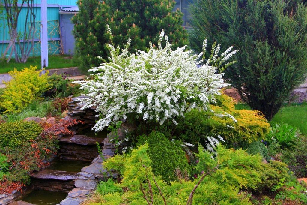 Спирея (Spirea)
