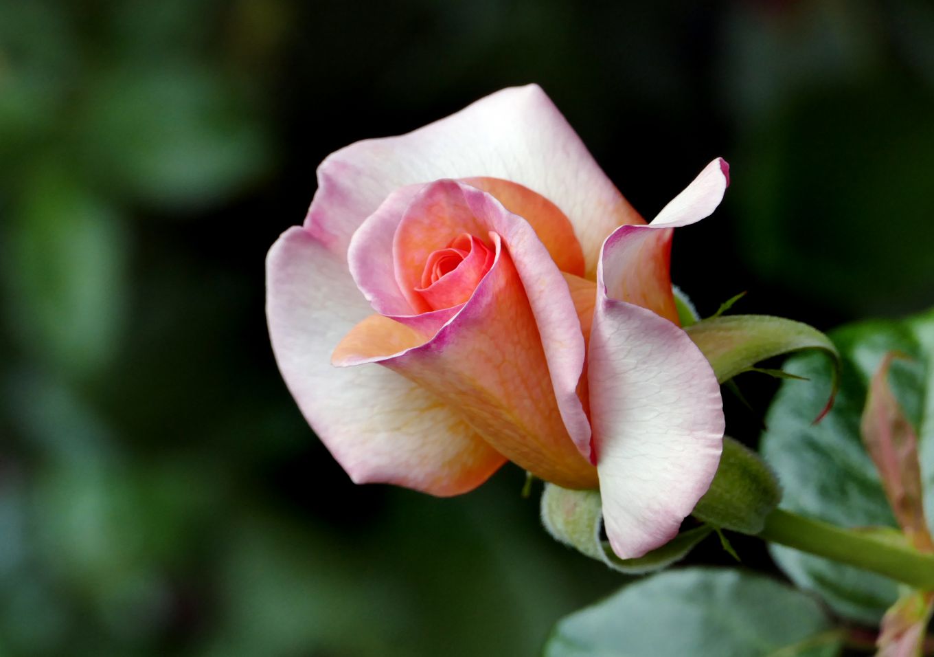 Роза сириус фото