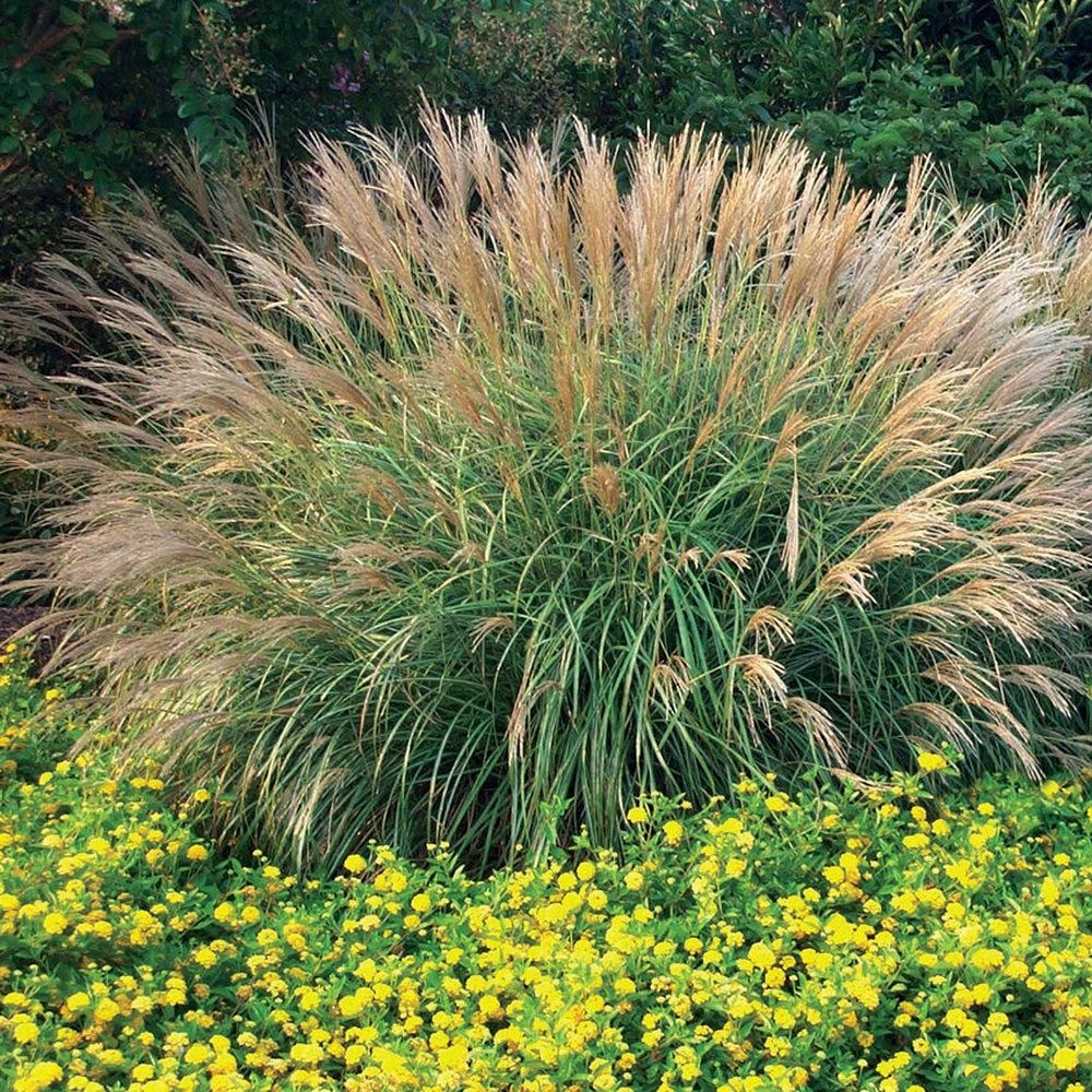 Мискантус (Miscanthus)