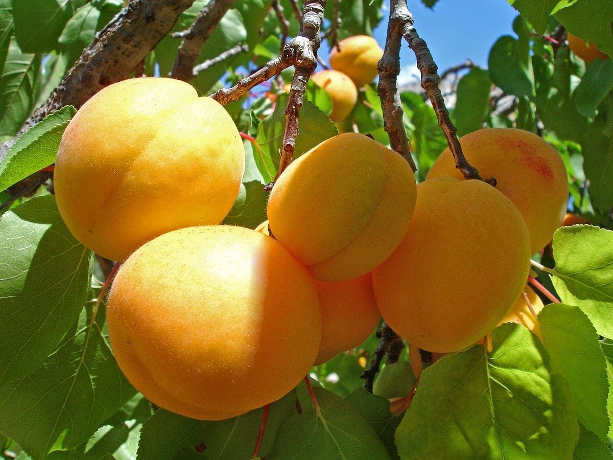 Абрикос обыкновенный (Prunus armeniaca)