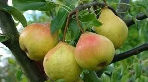 Груша обыкновенная (Pyrus communis)