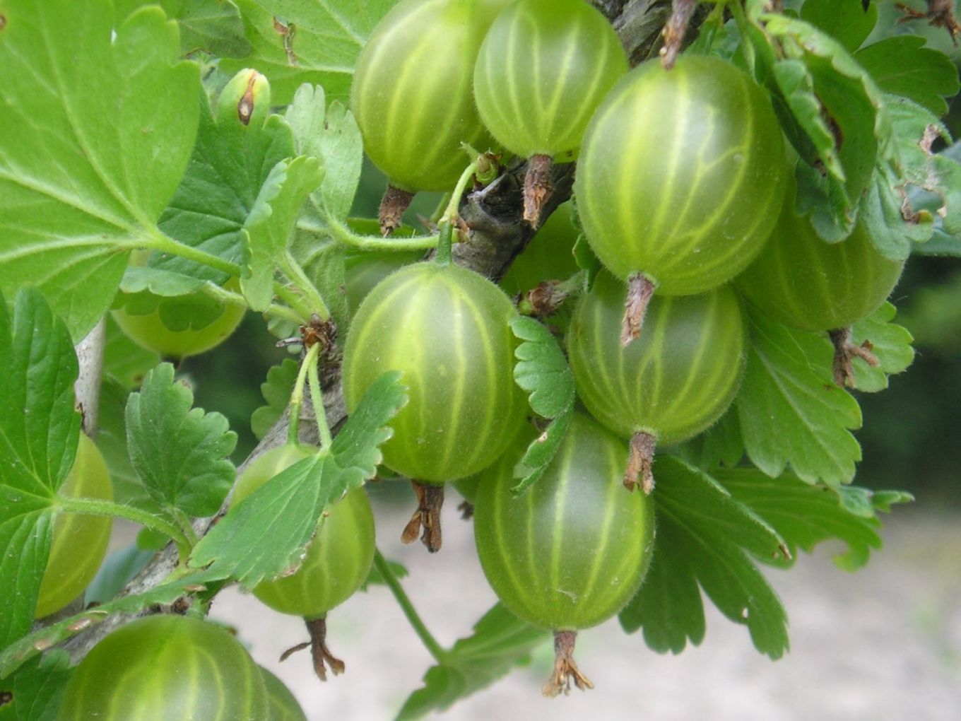 Крыжовник обыкновенный (Ribes uva-crispa).