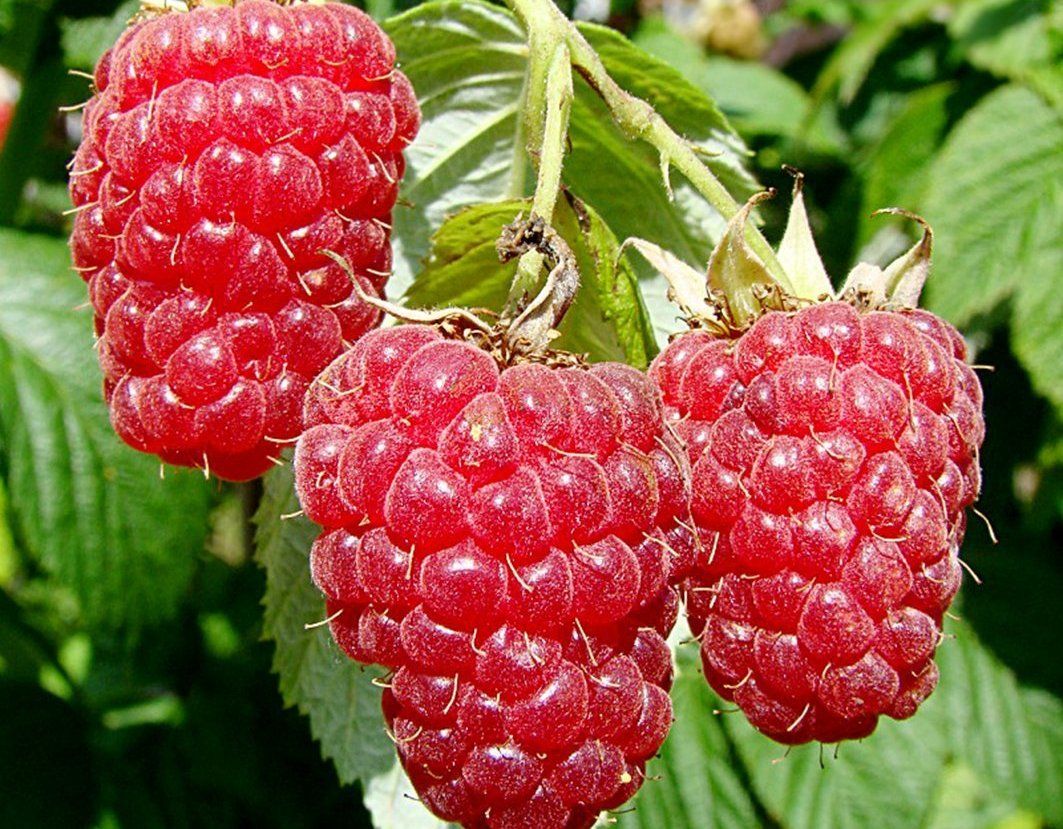 Малина обыкновенная (Rubus idaeus)