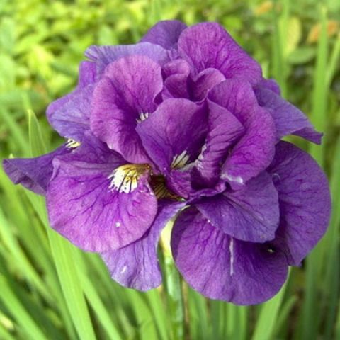 Ирис сибирский (Iris sibirica Double Standards)