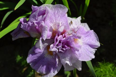 Ирис сибирский (Iris sibirica Having Fun)