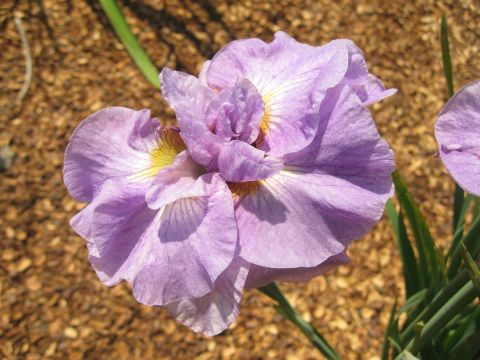 Ирис сибирский (Iris sibirica Having Fun)
