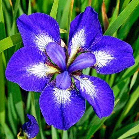 Ирис сибирский (Iris sibirica I see Stars)