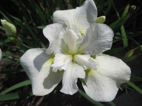 Ирис сибирский (Iris sibirica Snow Queen)