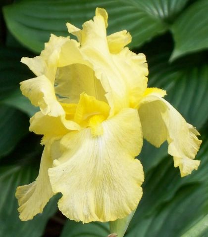 Ирис сибирский (Iris sibirica Summer Revels)