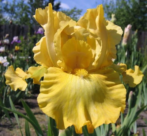 Ирис сибирский (Iris sibirica Summer Revels)