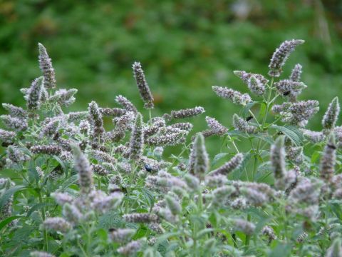 Мята длиннолистная (Mentha longifolia Silver Form)