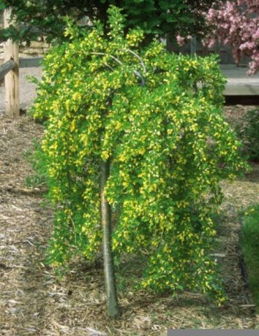 Карагана пендула на штамбе (Caragana Arborescens Pendula)