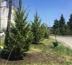  Ель Обыкновенная, Европейская (Picea abies)