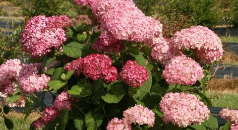 Гортензия древовидная Pink Annabelle-2 (Hydrangea arborescens Pink Annabelle-2)