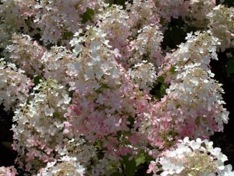 Гортензия древовидная Angels Blush (Hydrangea arborescens Angels Blush)