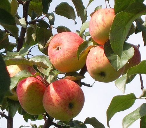 Сорт яблони Боровинка: описание, фото