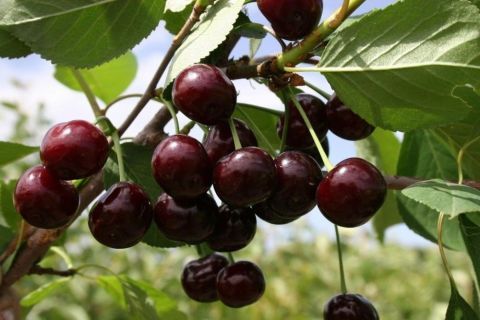 Вишня обыкновенная Молодежная (Prunus cerasus Молодежная)