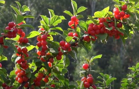 Вишня войлочная или китайская вишня Детская (Prunus tomentosa )