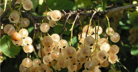 Смородина Белая Версальская  (Ribes niveum)