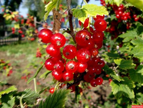 Смородина красная Сахарная (Ribes rubrum)