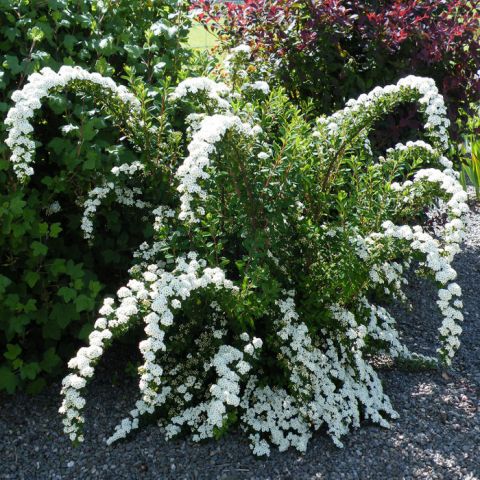 Спирея ниппонская June Bride (Spiraea nipponica)
