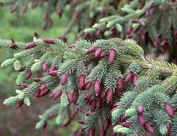 Ель канадская (Picea glauca)