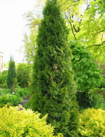 Туя западная "Pyramidalis Compacta"