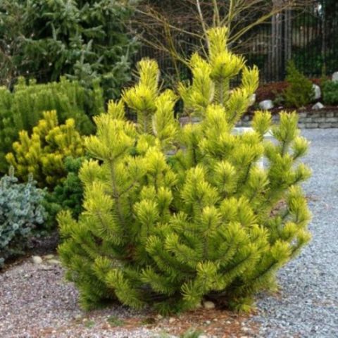 Сосна горная &quot;Zundert&quot; (Pinus mugo &quot;Zundert&quot;)