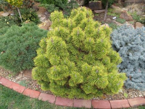 Сосна горная &quot;Zundert&quot; (Pinus mugo &quot;Zundert&quot;)