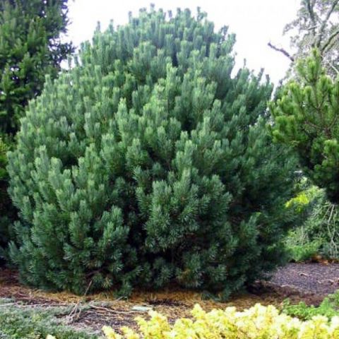Сосна обыкновенная &quot;Argentea Compacta&quot; (Pinus Sylvestris &quot;Argentea Compacta&quot;)