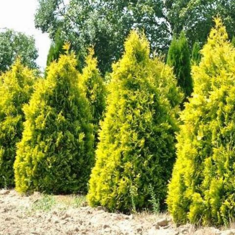 Туя западная &quot; Europe Gold&quot;