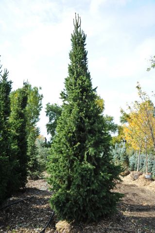 Ель  обыкновенная &quot;Columnaris&quot;  (Picea abies   &quot;Columnaris&quot;)