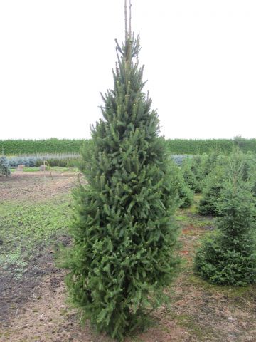 Ель  обыкновенная &quot;Columnaris&quot;  (Picea abies   &quot;Columnaris&quot;)