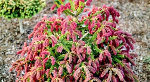 Ель  обыкновенная &quot;Rydal&quot;  (Picea abies   &quot;Rydal&quot;)