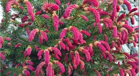 Ель  обыкновенная &quot;Rydal&quot;  (Picea abies   &quot;Rydal&quot;)