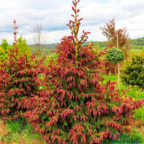 Ель  обыкновенная &quot;Rydal&quot;  (Picea abies   &quot;Rydal&quot;)
