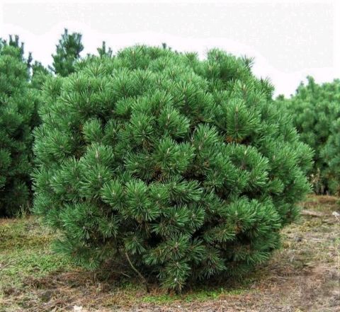 Сосна горная &quot;Mops&quot;  (Pinus mugo &quot;Mops&quot;)