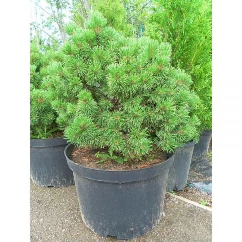 Сосна горная &quot;Mops&quot;  (Pinus mugo &quot;Mops&quot;)