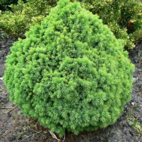 Ель сизая &quot;Alberta Globe&quot; (Picea glauca &quot;Alberta Globe&quot;)