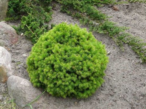 Ель сизая &quot;Alberta Globe&quot; (Picea glauca &quot;Alberta Globe&quot;)
