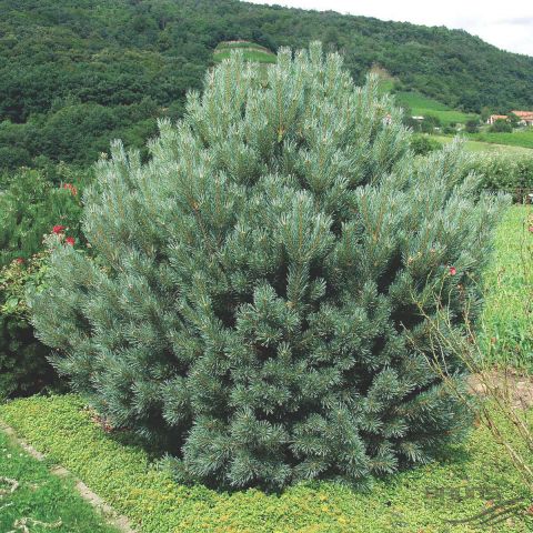 Сосна обыкновенная &quot;Watereri&quot; (Pinus sylvestris  &quot;Watereri&quot; )