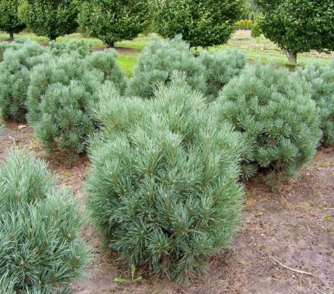 Сосна обыкновенная &quot;Watereri&quot; (Pinus sylvestris  &quot;Watereri&quot; )
