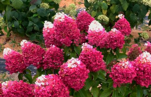 Гортензия метельчатая &quot;Strawberry  Blossom&quot; (Hydrangea paniculata &quot;Strawberry  Blossom&quot;)